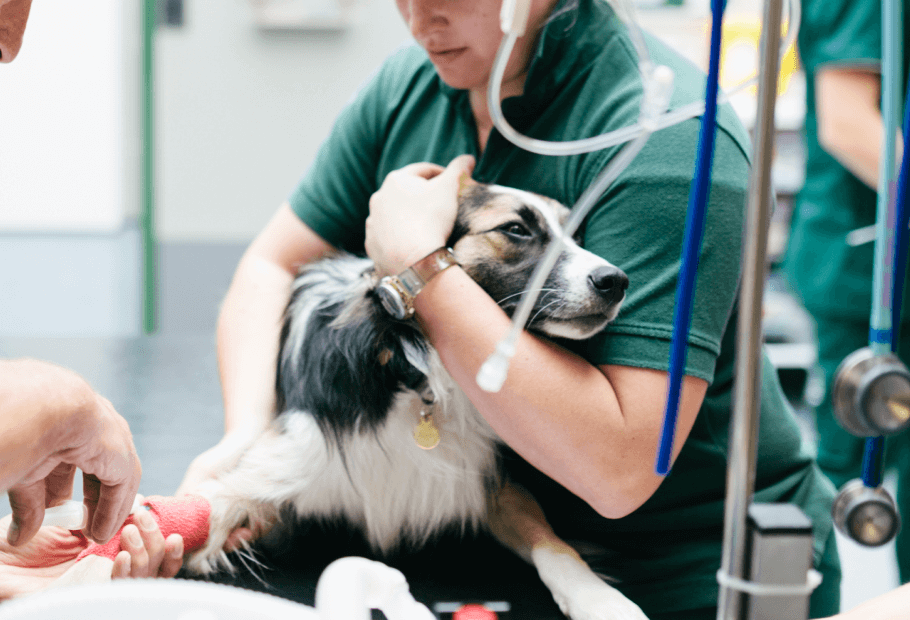 Veterinary emergency store care near me