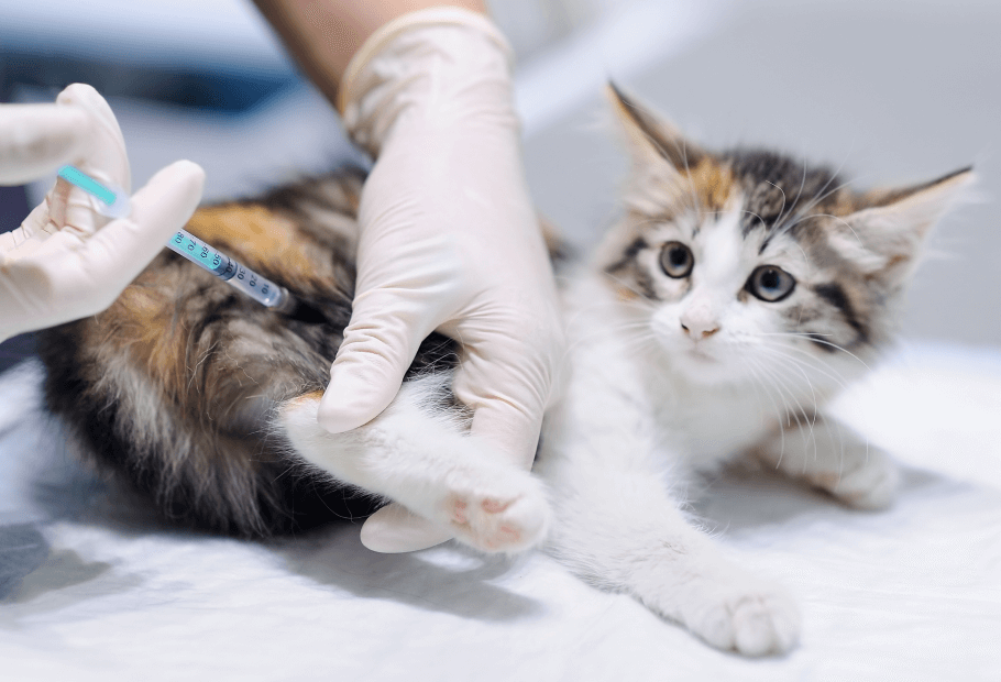 Pet Vaccinations Near Me 29485 Flowertown Animal Hospital