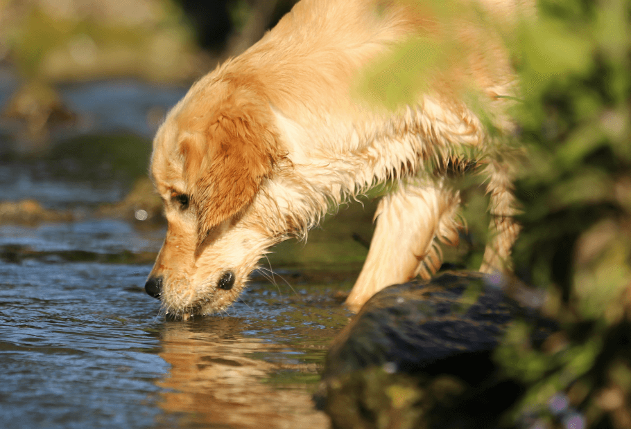 Heartworm Disease